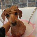 브라운 펫살롱 이미지