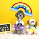 지나댕댕 이미지