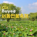 (주)빙글뱅글 | 부여 궁남지 서동연꽃축제 충남 가볼만한곳 하루전 다녀온 후기 실시간 개화