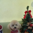 강릉애견하우스 | 호텔 여행길에 만난 강릉애견미용아카데미 후기