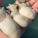 특별한농수산