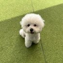 김포애견훈련 독스커버 비숑 뭉이 행동교정 후기