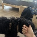 크레파스민박 | [런던 3일차] 런던 근교 골프, 내셔널 갤러리, 트라팔가 광장, 홈슬라이스 피자, 코벤트 가든, 서머셋...