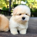 강아지클럽 | 다산강아지분양 업체 브리더클럽 후기 우리집 댕댕이 이야기