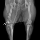 사과나무 한방재활 동물병원 이미지