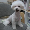 똥강아지 애견샵 이미지