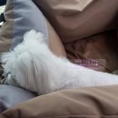 댕댕라운지 | 매트 공장 케미 하우스 저렴하게 구매한 후기(강아지 매트/아기 매트)