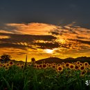 연천 호로고루 해바라기 이미지
