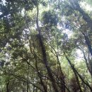 [힐링여행]싱그러운 5월 숲내음 가득한 곳, 제주 곶자왈 도립공원 이미지