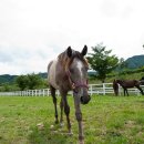 장수목장 이미지