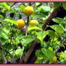 부산진지역자활센터(GS25부산개금점) | 가야롯데캐슬골드아너 1년간 50,000,000원 상승한 실거래가 가야롯데캐슬골드아너 기본 정보 주변 환경...