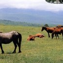 종화목장 이미지