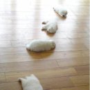 딩굴댕굴 이미지