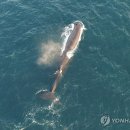 래쉬바다 이미지