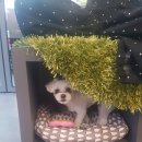 그루밍아이엠 이미지