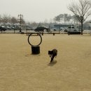 _도구머리공원1-32 | [마포/상암] 자동 개폐시스템 도입한 <월드컵공원 반려견놀이터> 이용후기