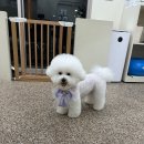 댕요일 이미지