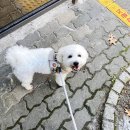 광주 전대후문 베트남쌀국수 미스사이공 간단후기