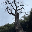 반여동 석대 고목나무집 돌솥밥추어탕 부산현지맛집