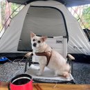 양양솔바다캠핑장 2박3일 초보 캠린이 첫 캠핑 애견동반 양양캠핑 후기