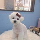 LIKE FRISE 이미지