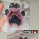 발사탕 펫살롱 이미지