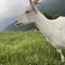 한솔목장 이미지