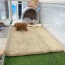 온퍼피 프리미엄 전주강아지분양 본점 이미지