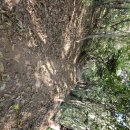 [목민심서] 다산(茶山)의 애민(愛民)사상과 휴머니즘 | 다산오솔길, 만덕산, 가우도