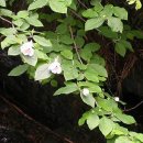 산목련 Daum카페
