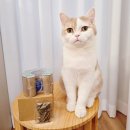 캣초딩 고양이 장난감, 엠디에스몰 오르간 스크래쳐