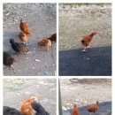 안젤라농장 이미지