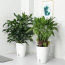 아침향기 이미지