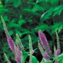 긴산 꼬리풀-Long-leaf spike speedwell 이미지