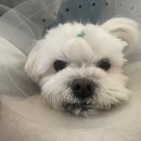 닥터표동물병원 이미지