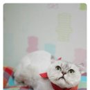 미미그루밍 이미지