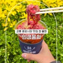 자유시장A-중앙 | 강릉 중앙시장 맛집 육회 컵물회, 가자미 회무침까지 인생물회 포장 후기