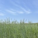 강건너맛집 | [안성] 봄 유채꽃 맛집 안성 팜랜드 후기와 안성 맛집 추천🌼 (안성팜랜드, 강건너빼리)