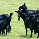 야산염소 이미지