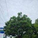 중원마트 | [충주 맛집] 단월동 막국수는 원조중원탑막국수 충주단월점이 답이다!