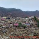 쫓비산＜매화(梅花)구경 가는 길목의 금비(金雨)＞원망이냐! 환영이냐!! 이미지