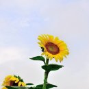 해바라기2 이미지
