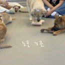 다시사랑받개 네이버블로그