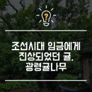 광령귤나무 이미지