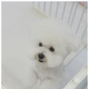 동글하개 이미지