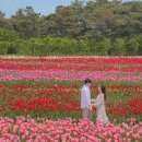 한창인 튤립 축제 🌷🌹 전국 튤립 명소 이미지