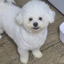 비숑 - 청주시 상당구 성안로 66-1 | 강아지 화식 추천, 처음 먹여본 7kg 비숑 화식 후기와 급여량 정리