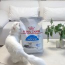 오드리펫 | 🐾 로얄캐닌 인도어 7+ 우리집 첫 번째 네이버 펫 바우처 선택
