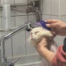 엉클스캣 이미지