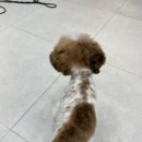 그리다 펫살롱 이미지